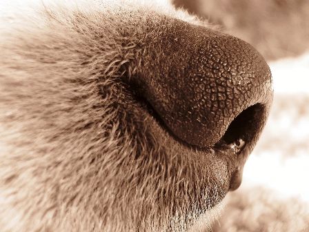 Dogs might not have a better sense of smell than humans after all